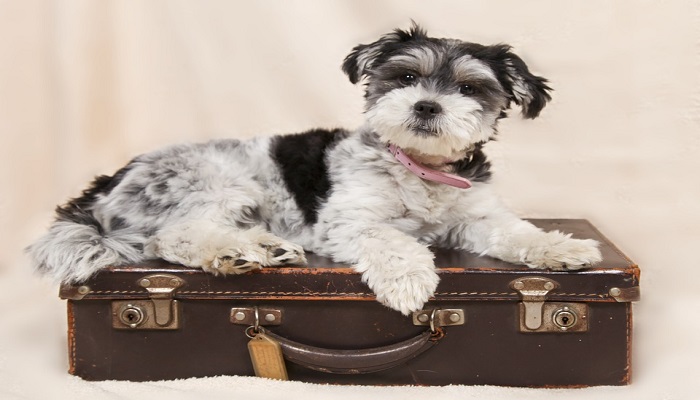 Conoce cuáles son las aerolíneas que te permiten viajar con tu mascota