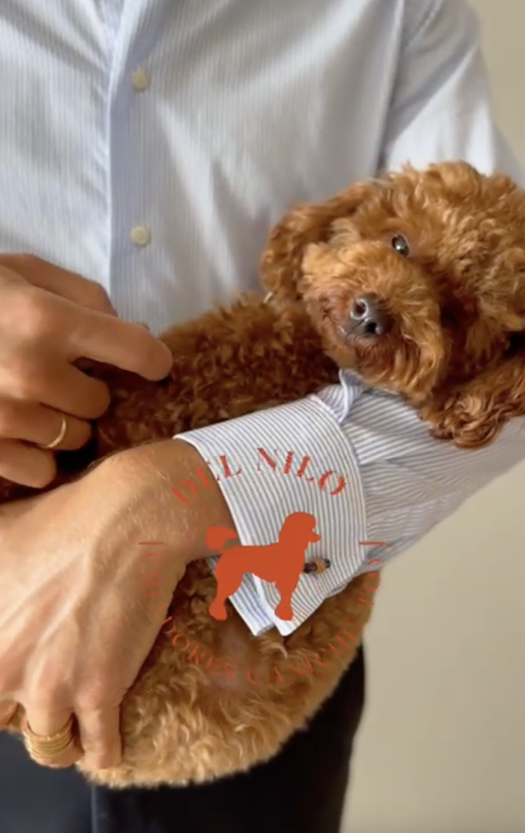 ESTAFAS EN LA VENTA DE CANICHE TOY.